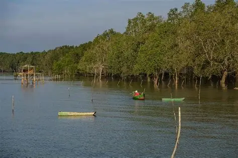 Benteng Hijau Nusantara: Percepatan Restorasi Mangrove 600 Ribu Hektar Demi Lindungi Pesisir Nasional